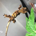 Crested gecko hatchlings (captive bred - 4 available)
