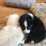 Pomsky f2 Puppies 