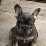French bulldog pups for sale