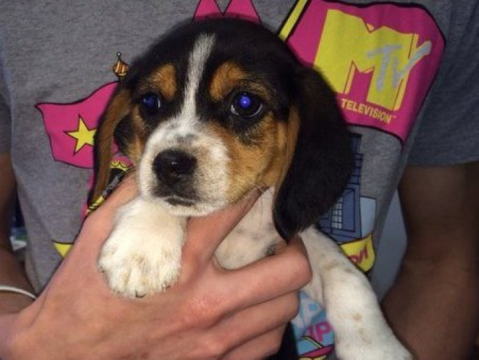 Beautiful Tri Coloured Beagle Puppies For Sale