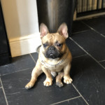 Male French Bulldog for sale