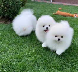 Pets  - Teacup Pomeranian Pups Available