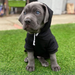 flawless cane corso on sales