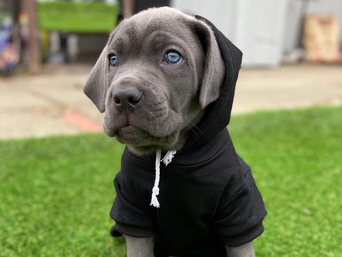 flawless cane corso on sales
