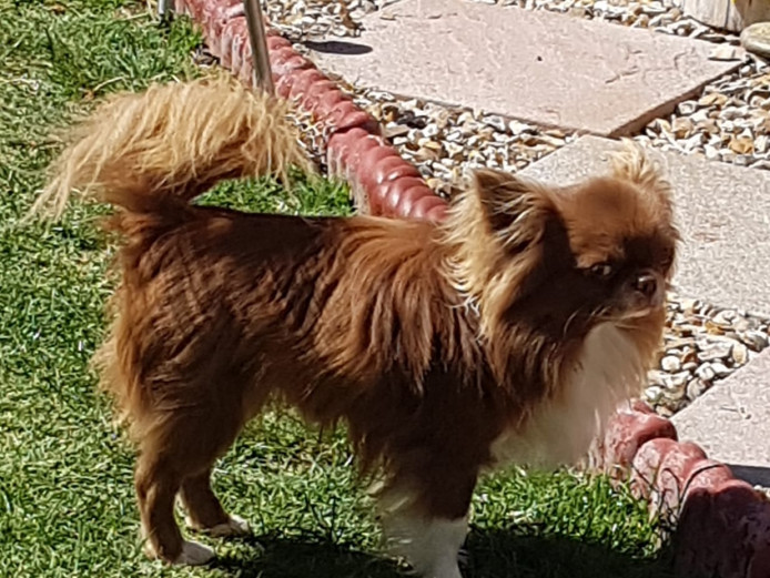 Gorgeous Chihuahua Male Available for Stud Duties NOT FOR SALE, FOR STUD DUTIES ONLY in Caernarfon
