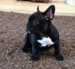 Pets  - male and female French Bulldog puppy