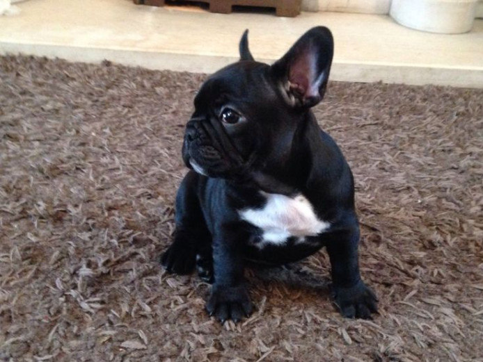 male and female French Bulldog puppy