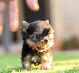 Pets  - teacup yorkie puppies for adoption