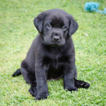 Stunning pedigree Labrador retriever pups