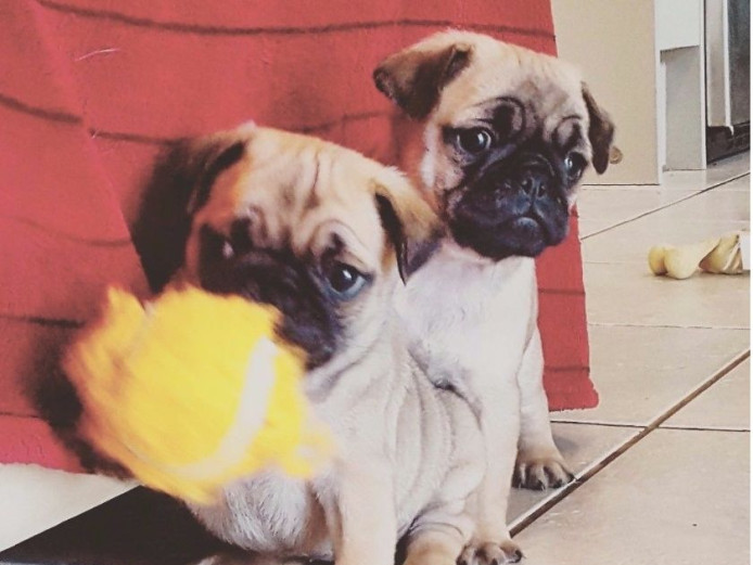 Pug Puppies for Sale, boys & girls ready for their
