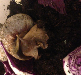 Giant African Land Snails 