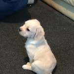 Beautiful Pugglepoo Puppies For Sale