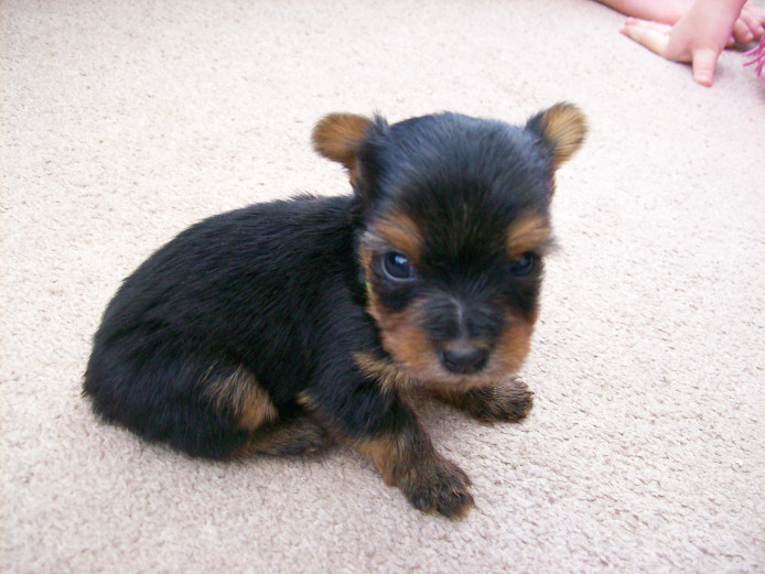GORGEOUS YORKSHIRE TERRIER PUPPIES FOR SALE