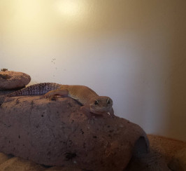 Needs to go ASAP! Tangerine Leopard Gecko with 3ft Hutch