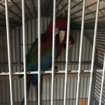 2 female green wing macaws 