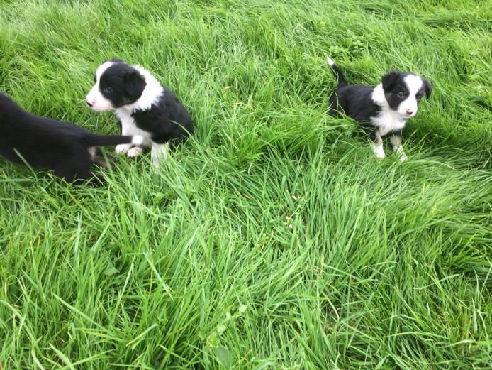 Border Collie Puppies ready for homes