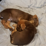 Chocolate Labrador puppies 10weeks old