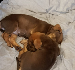 Pets  - Chocolate Labrador puppies 10weeks old