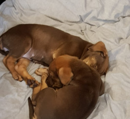 Chocolate Labrador puppies 10weeks old