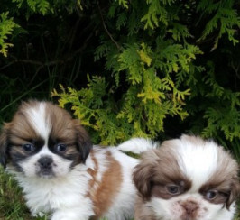 Cute Shih Tzu Puppies For Sale