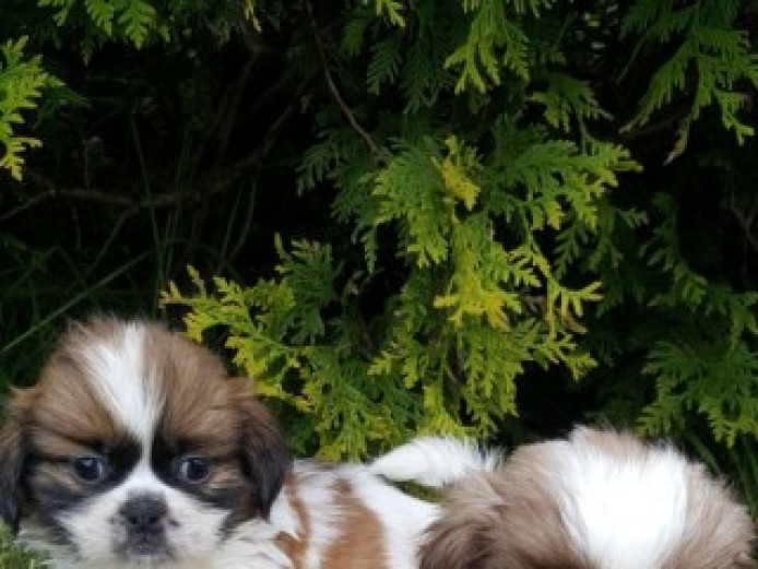 Cute Shih Tzu Puppies For Sale