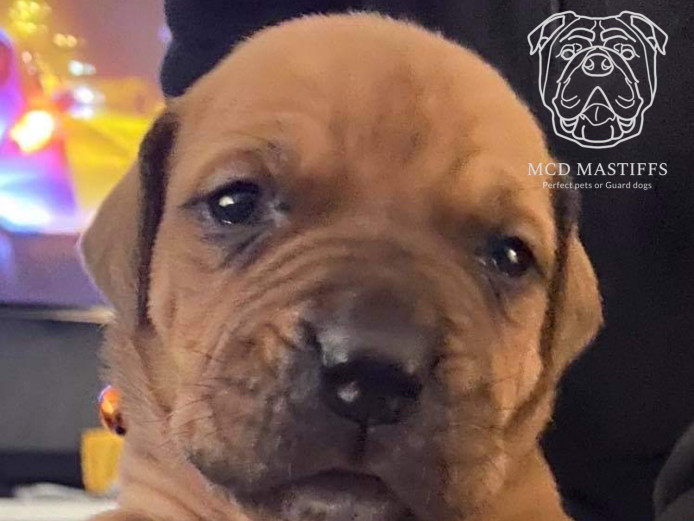 Lovely boerboel mastiffs pups for sale 