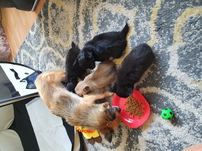 4 beautiful chihuahua pups for sale