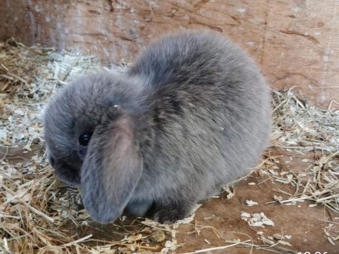 Adorable mini lop eared rabbits 
