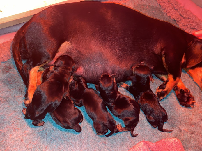 Beautiful miniature dachshunds * girls and boys *
