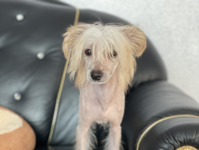 Chinese Crested hairless KC registered 
