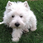 West Highland white terrier puppy