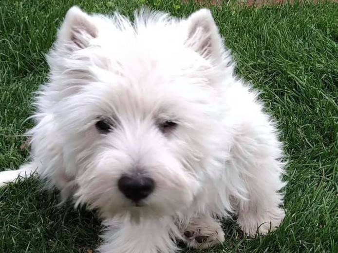 West Highland white terrier puppy