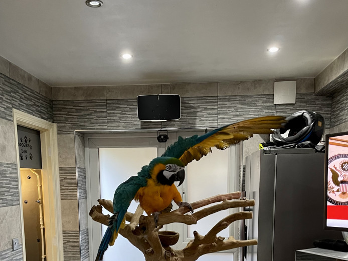 Macaw Parrot for Sale