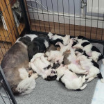 2 shih-tzu puppies for sale