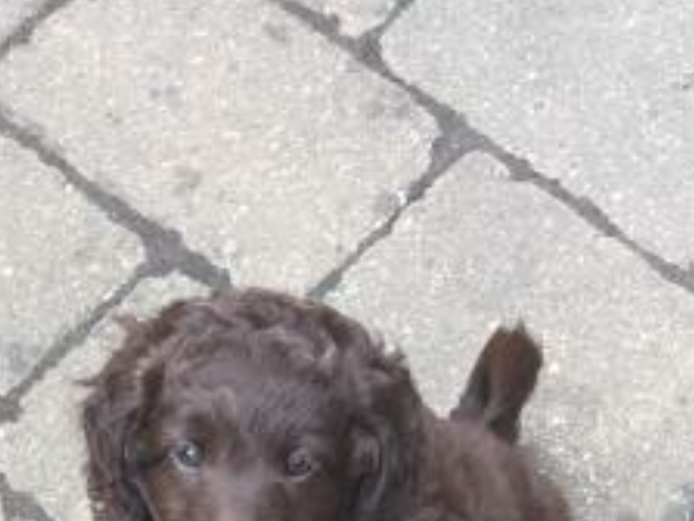 Chocolate Labradoodle puppies 