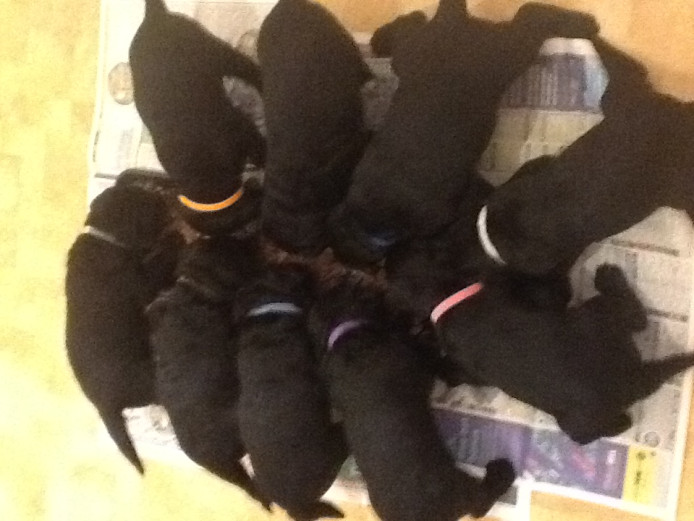 Labradoodle puppies f2 ready for visiting 