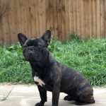 Adult French Bulldog Brindle 2 Years Old