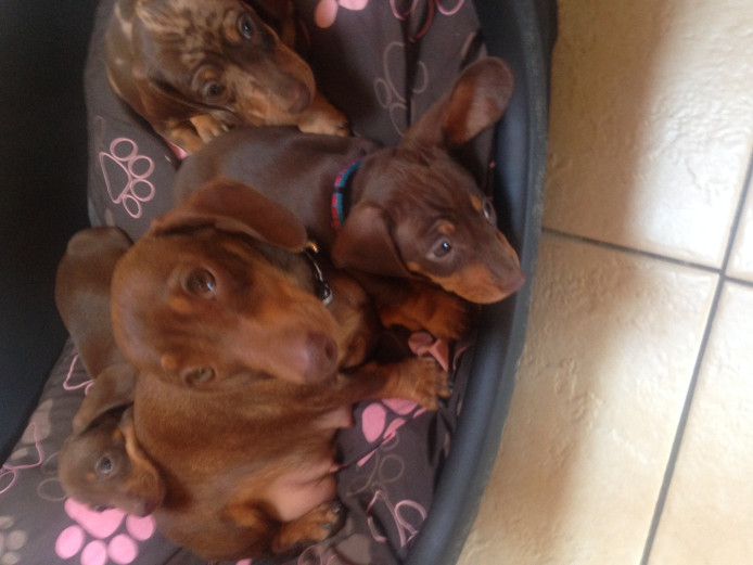 Gorgeous dashound puppies 