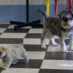 Schnoodle Puppies for sale