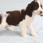 Exceptional English Springer Spaniels Puppies