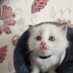 Ragadoll Kittens for Sale