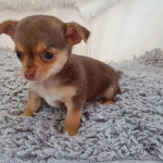 PURE CHIHUAHUA PUPPIES FOR SALE