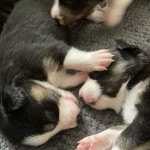 Beautiful Tri Colour Border Collie Puppies