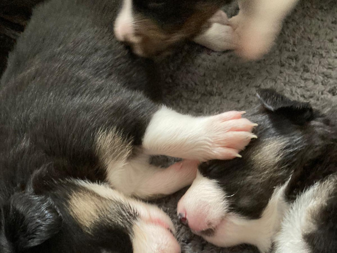 Beautiful Tri Colour Border Collie Puppies