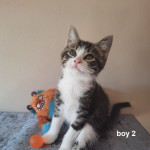 Adorable Playful Kittens Looking For A Loving Home in Gravesend