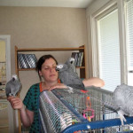 Hand Tame Talking Congo African Grey Parrots With Rings