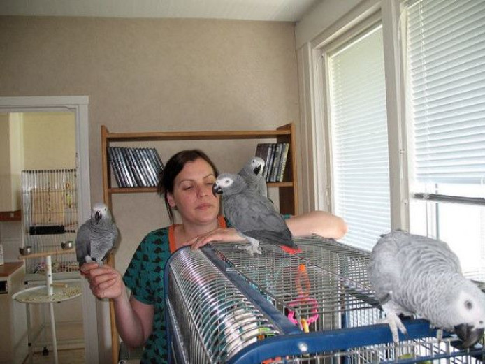 Hand Tame Talking Congo African Grey Parrots With Rings