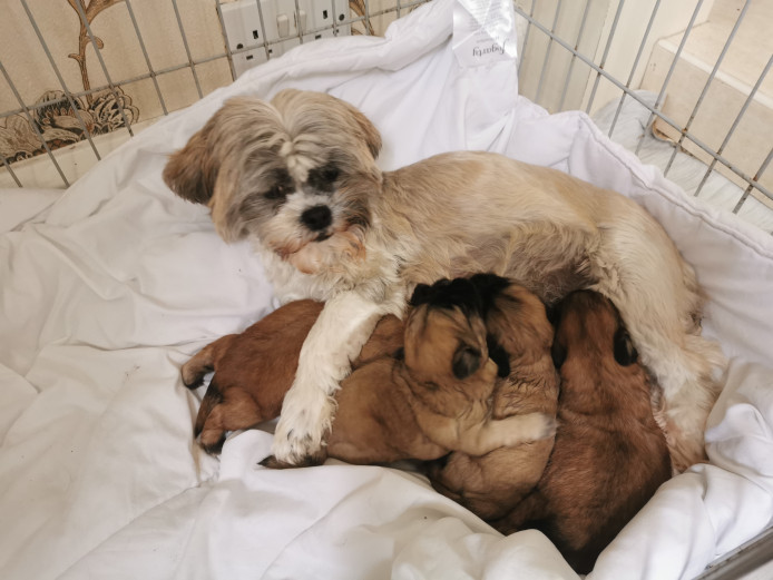 Shih-tzu puppies for sale 