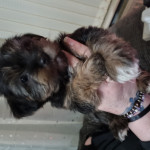 Beautiful shorkie girl puppy looking for her forever home