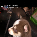 For Sale Husky puppies 